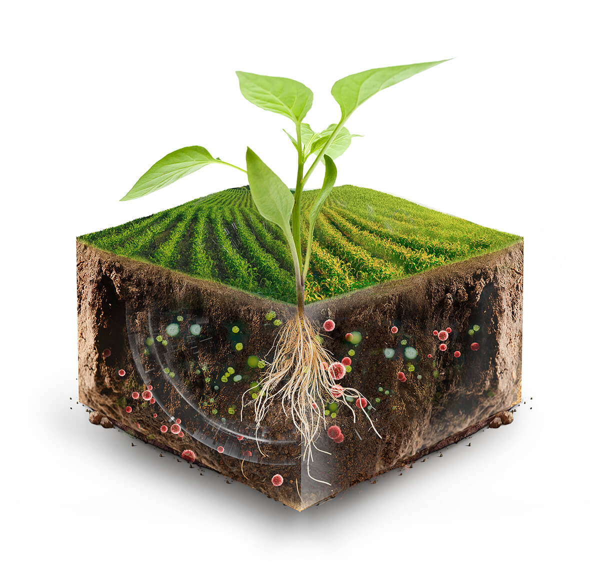 Evolução da AGROMAIA ao longo dos anos